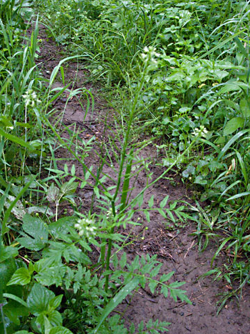 entire plant